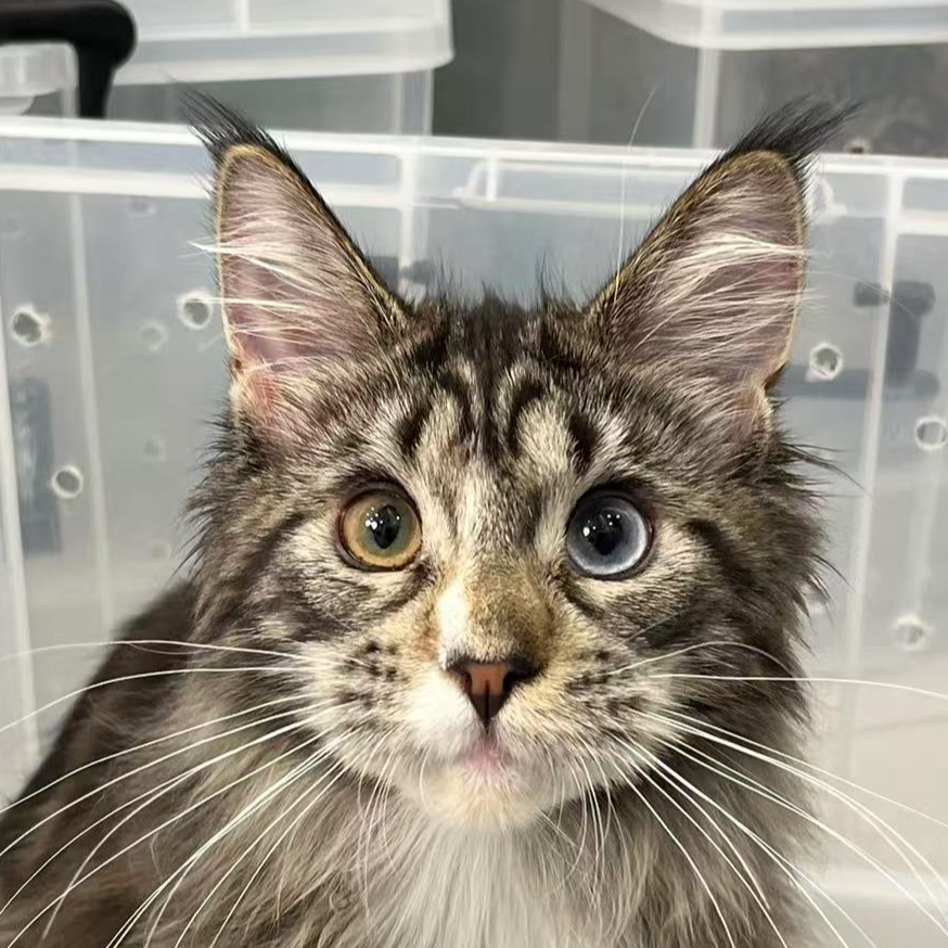 来了姊妹-棕虎斑异瞳缅因猫 妹妹 35