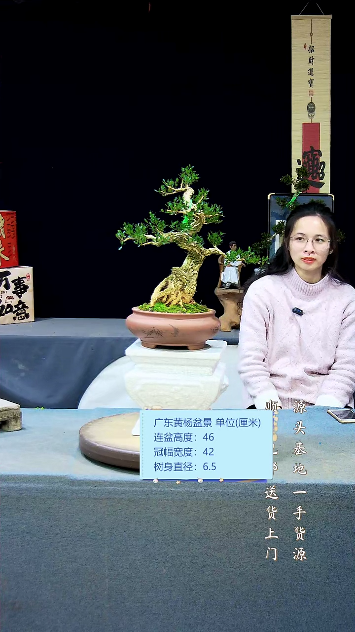 【闪购商品】雀舌黄杨盆景雀舌黄杨盆景