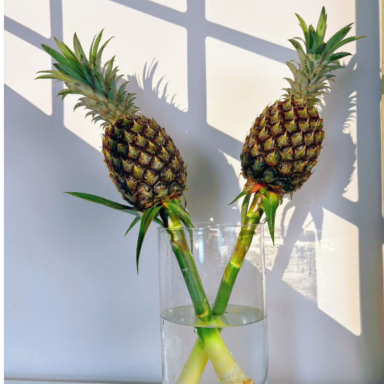 【动感菠萝】小众有趣水培 动感菠萝 室内水培鲜花 可食用