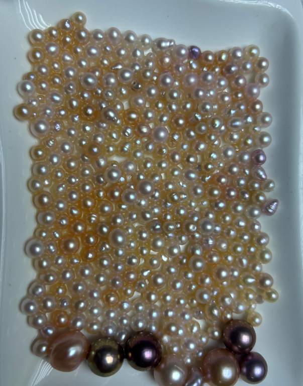 总裁AK（活体开蚌不退不换）可定制DIY定制成品