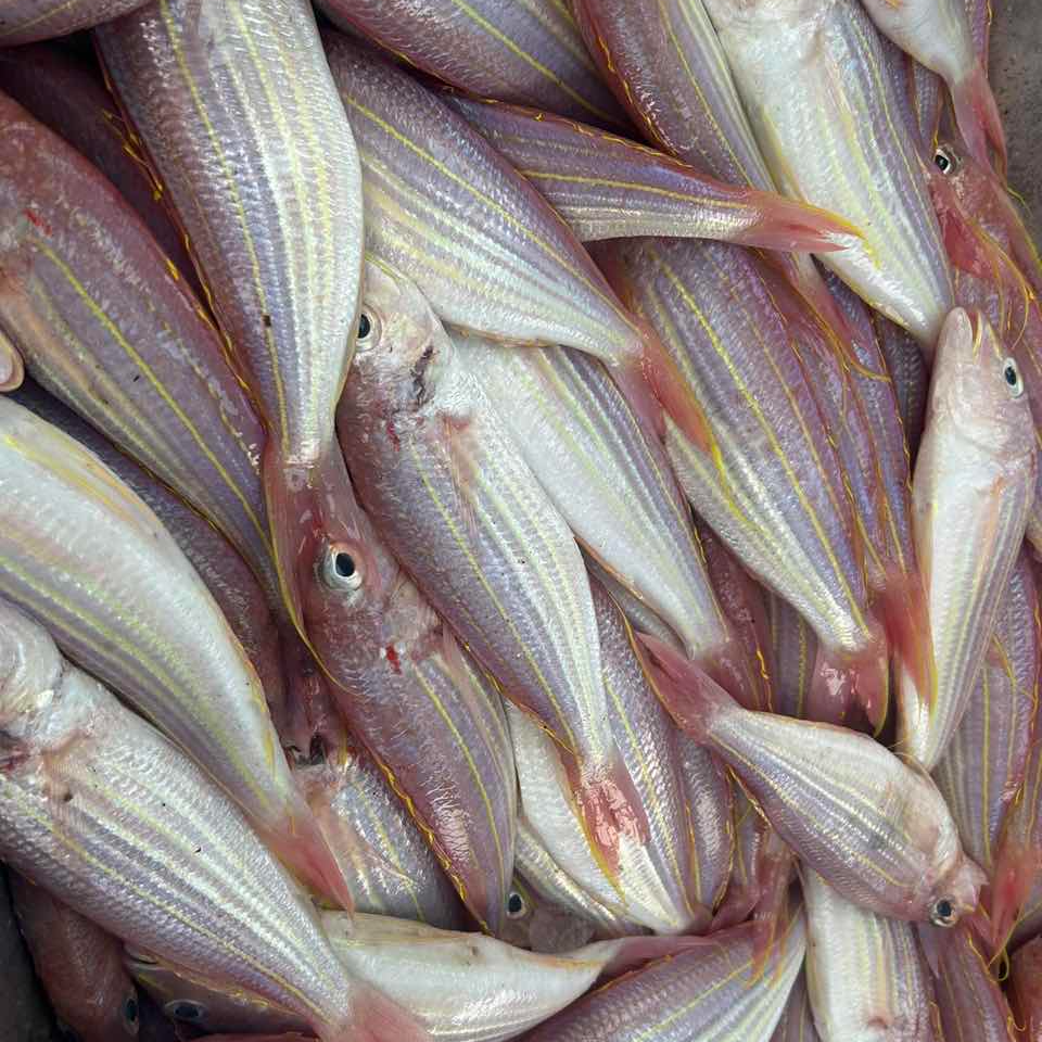 金线鱼 鲜冻 次日达 顺丰快递 厦门发货 2000g