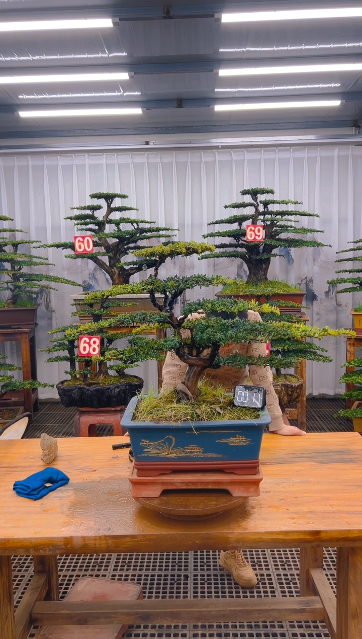 【闪购商品】紫砂精品盆景直播间一物一拍