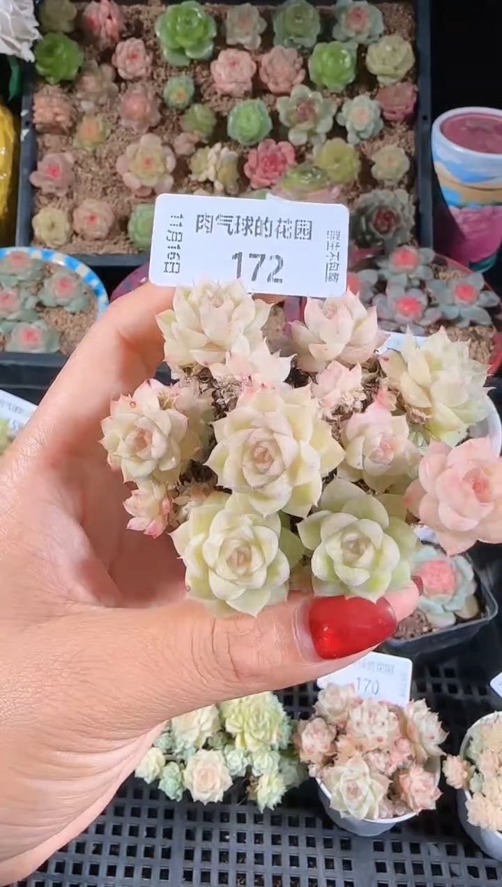 1116-172群生不包整