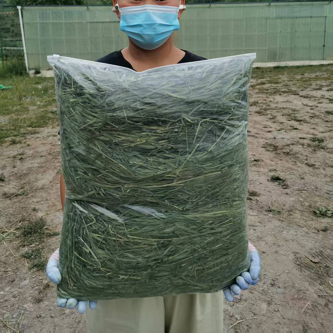 (直播间专享)甘肃岷草优特价烘干提摩西草段有穗三斤大包装烘干草