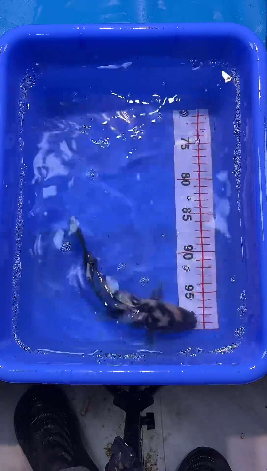 锦鲤2026-1-3汇鼎锦鲤----46