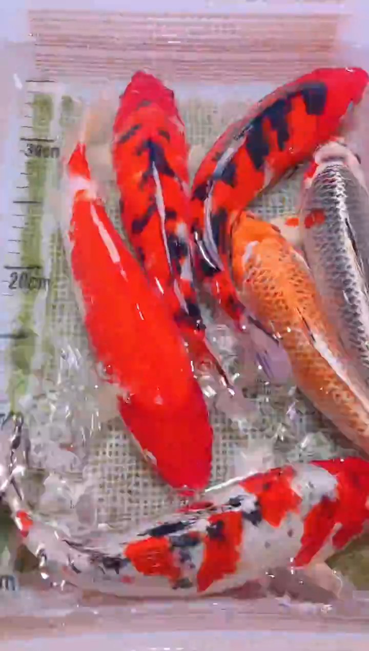锦鲤冷水观赏鱼全场包邮54