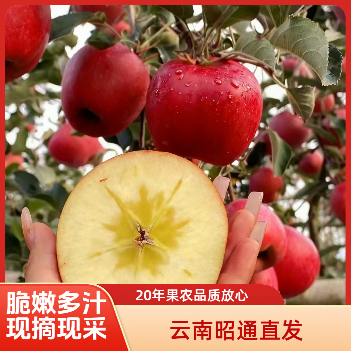 精选云南昭通红富士冰糖心丑苹果现摘现发脆甜可口