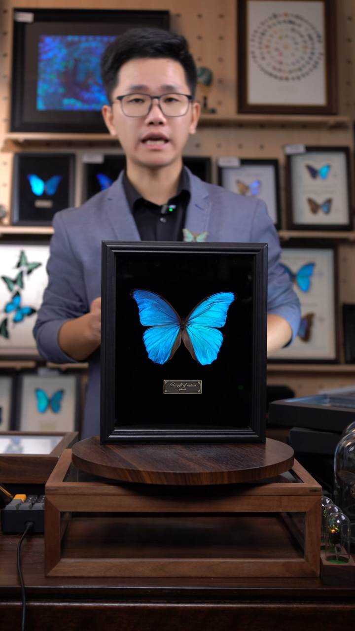 大蓝闪蝶黑绒底版10寸欧式框（带证书）