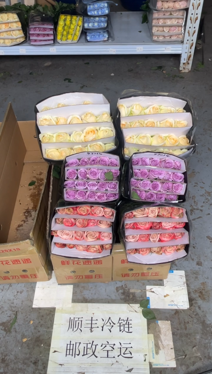 卡布20枝+香槟20枝+海洋之歌20枝