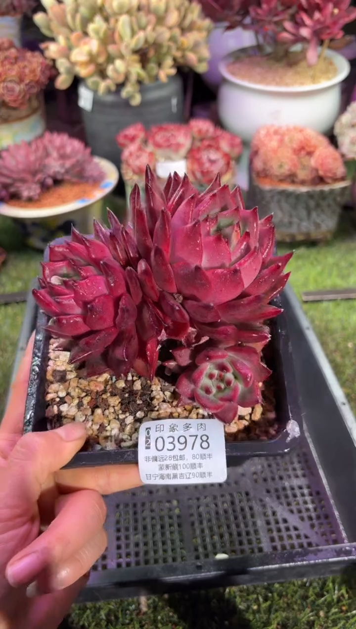 【闪购商品】03978