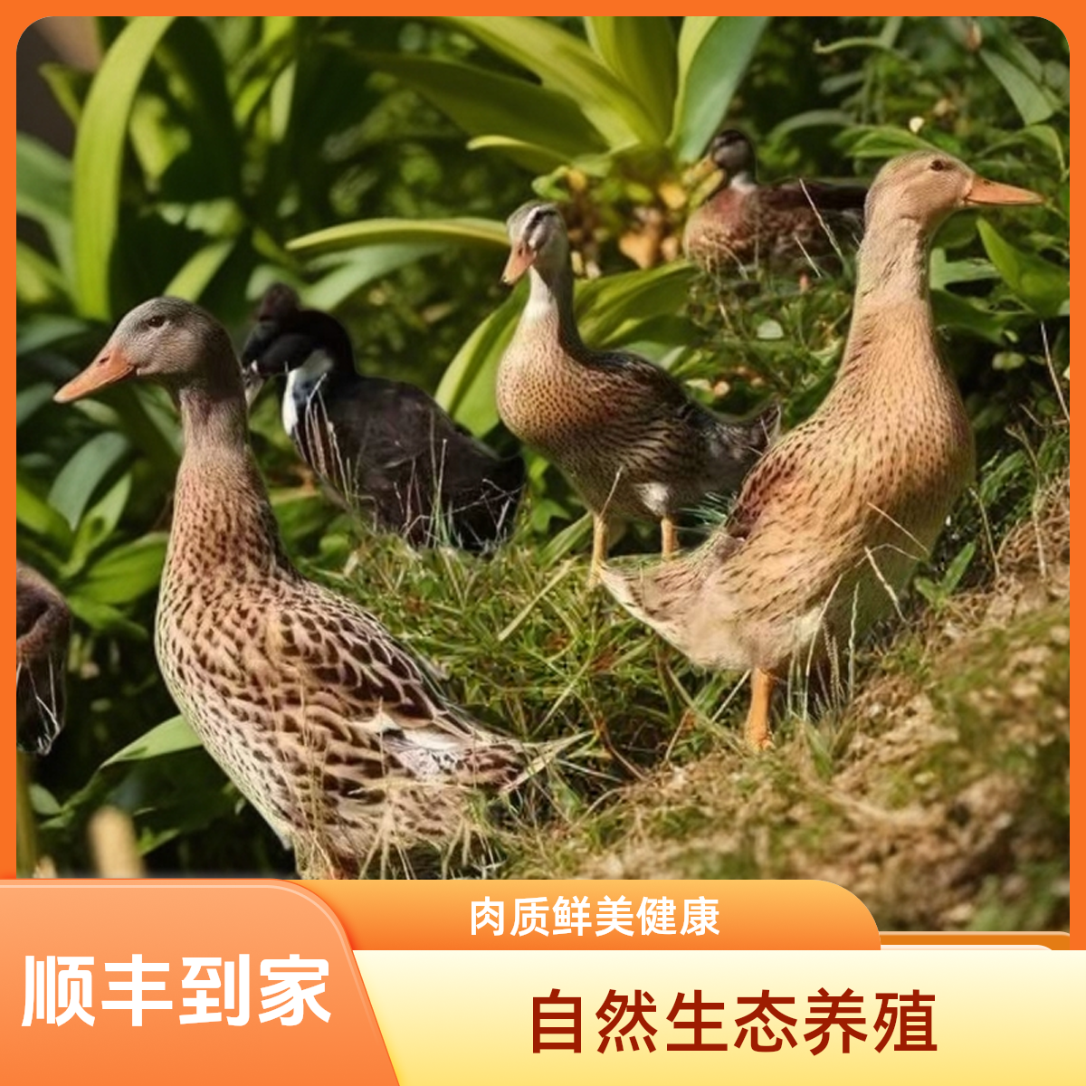 【顺丰包邮】精选3只农家土鸭新鲜宰杀五谷喂养无掌翅无内脏