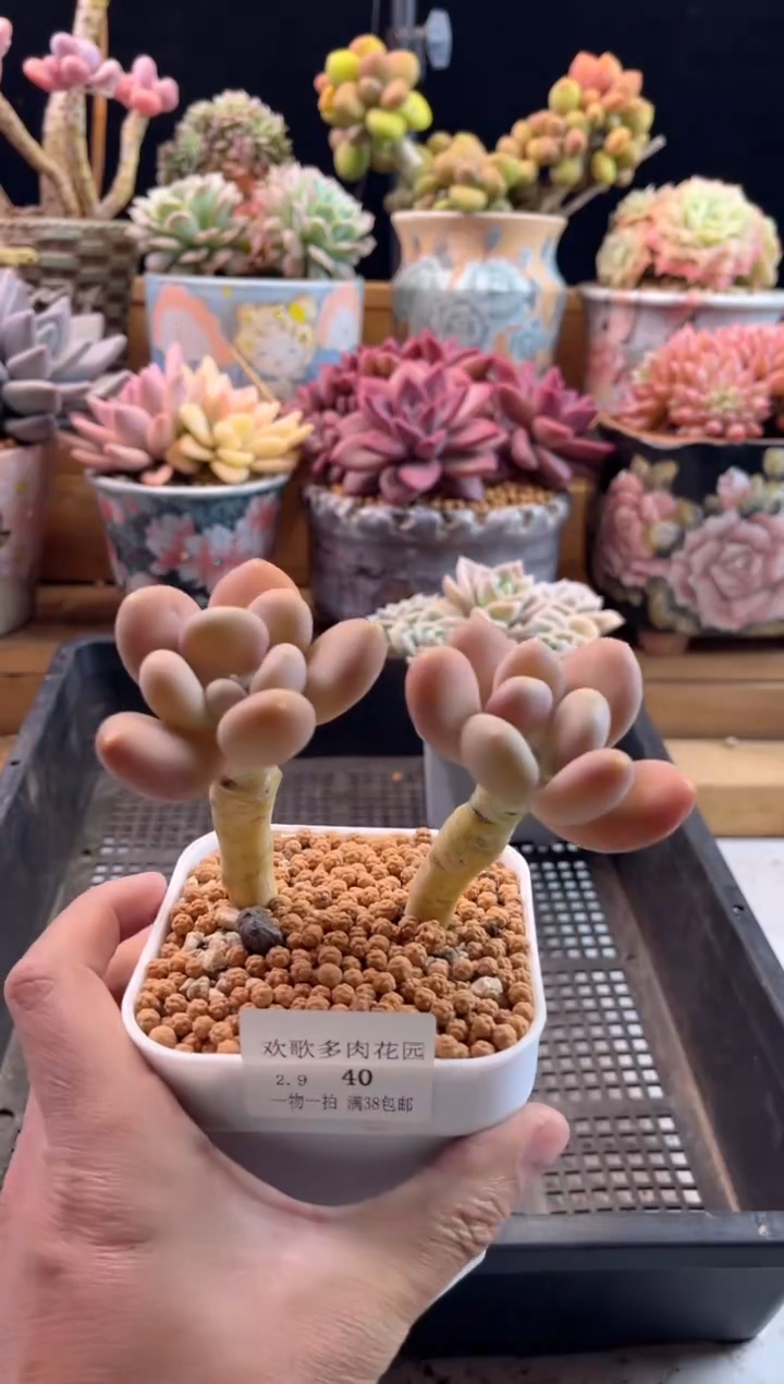 【闪购商品】2.9-40金蝉