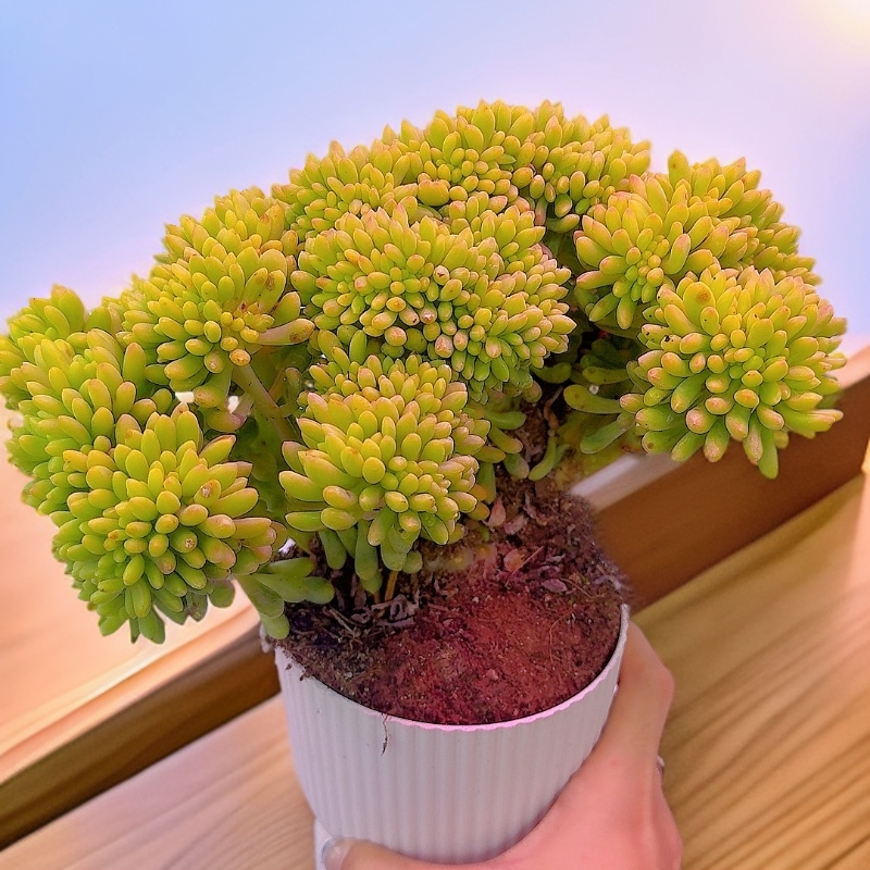 春萌缀化多肉植物新手好养耐旱耐寒淡清香净化空气整装整颗脱土