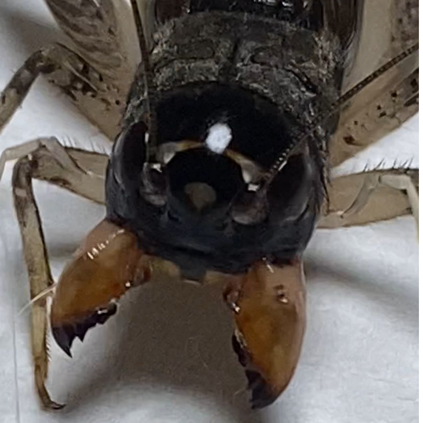 天津市鼎盛斗蟋 精品白虫一只