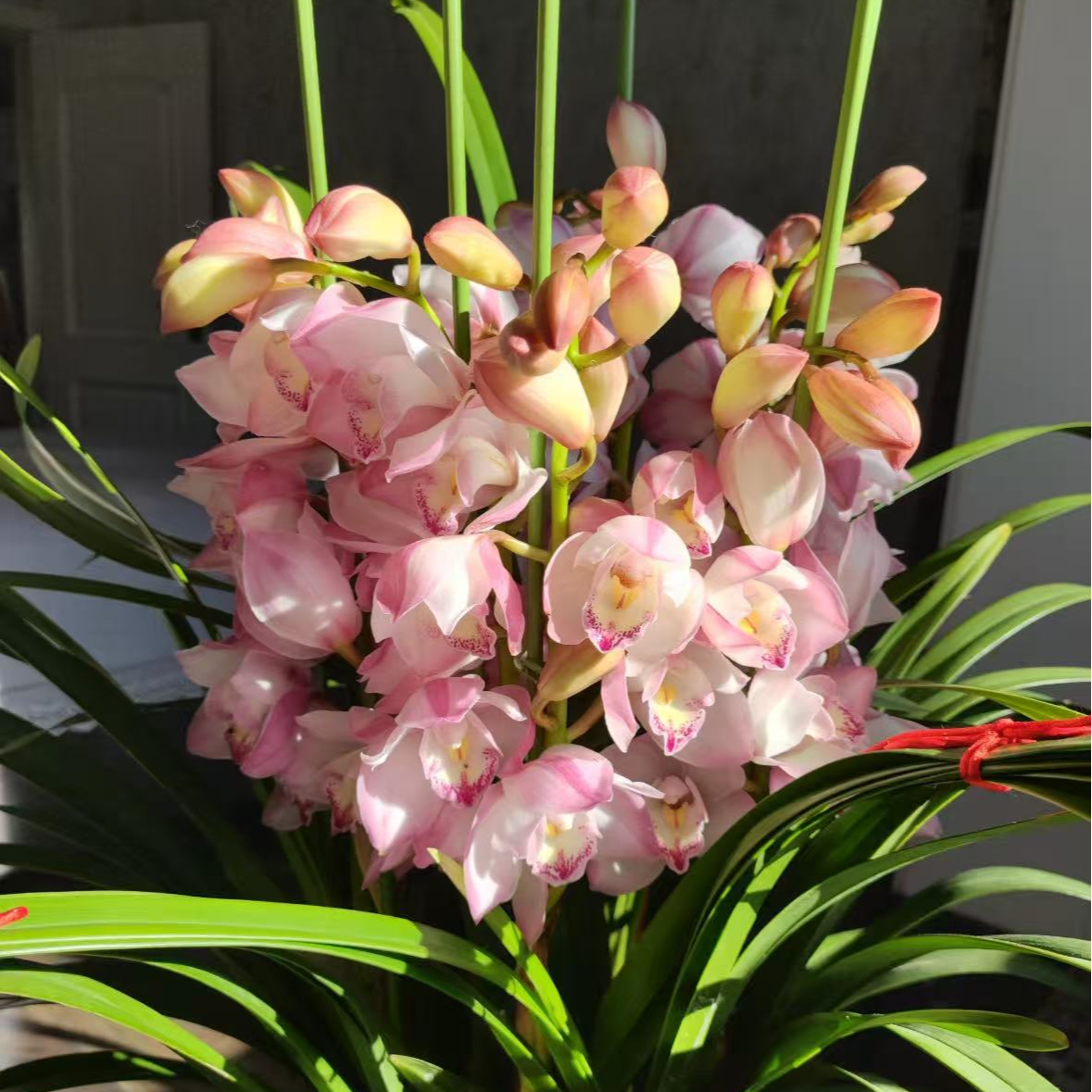  【李先生】爱恋~兰花盆栽四季开花浓香型易活室内观赏