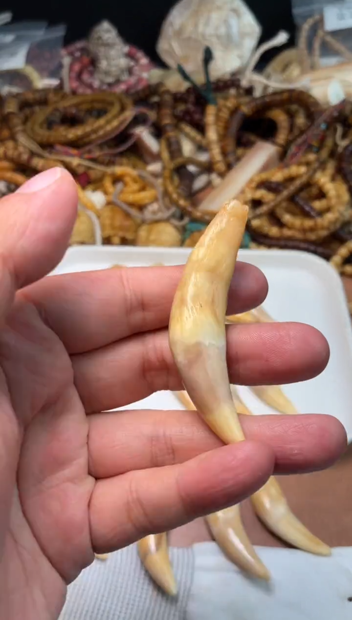 骆驼牙吊坠一*杂件223-骆驼牙吊坠