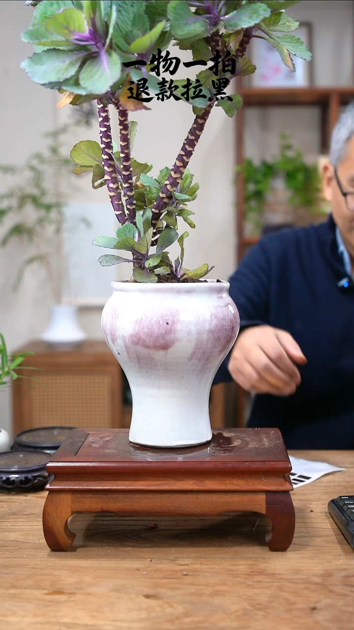 完全开放哥****师羽衣甘蓝343