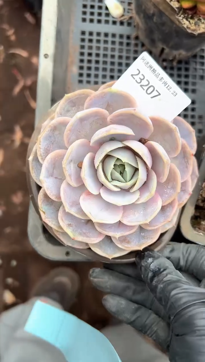 木**贝多肉植物一物一拍23207