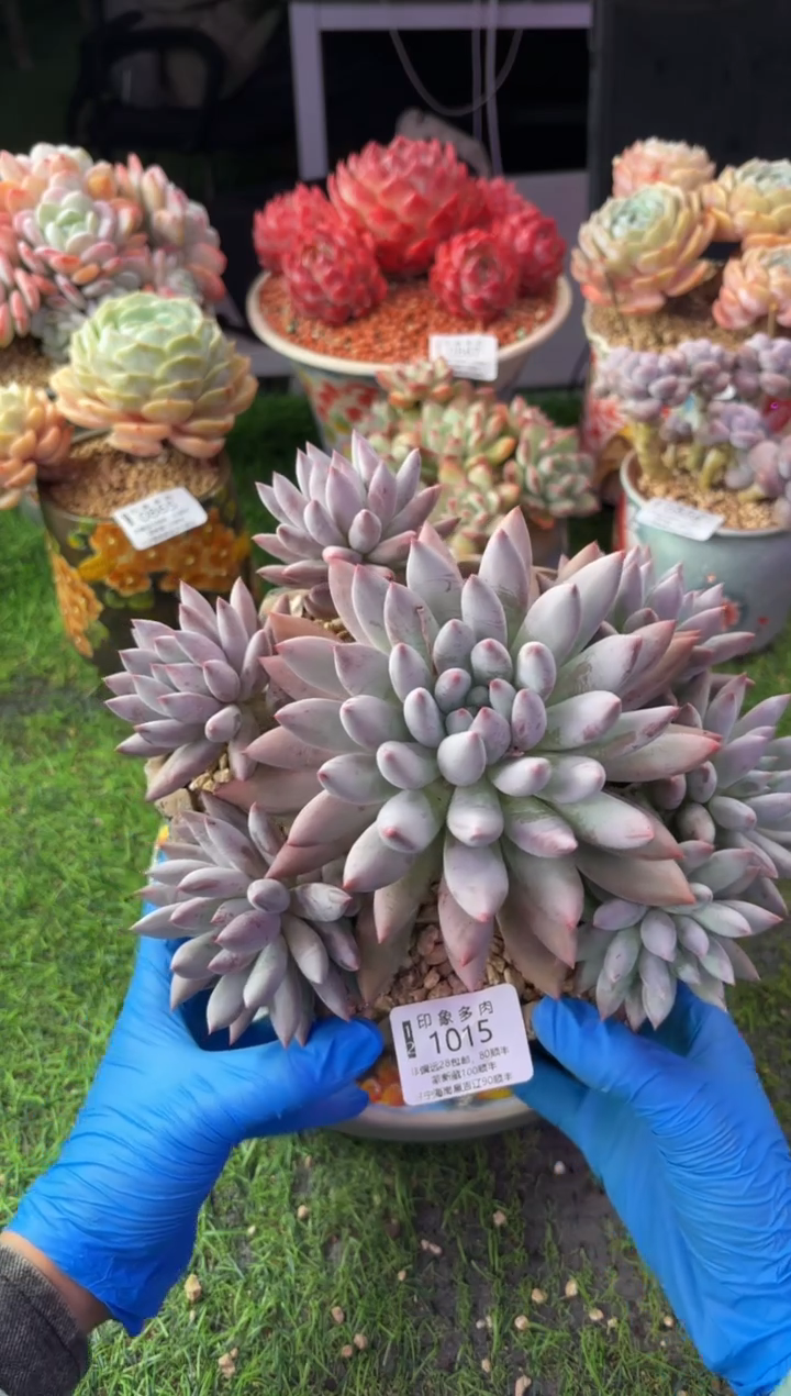 昆明印象多肉1015