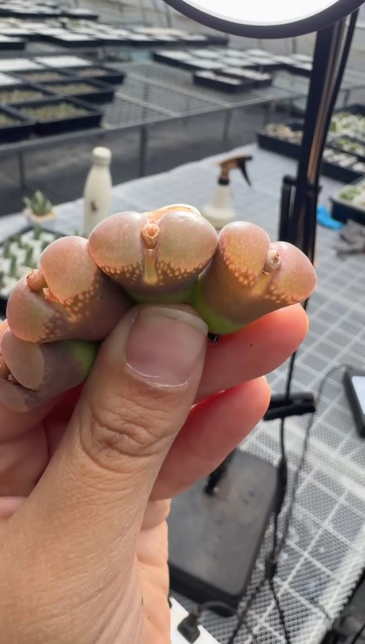 118多肉植物肉锥果冻窗一颗