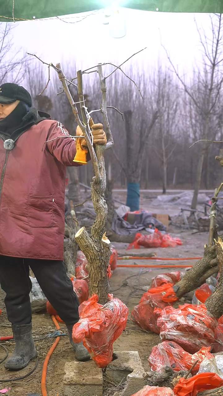 完全开放枣树717