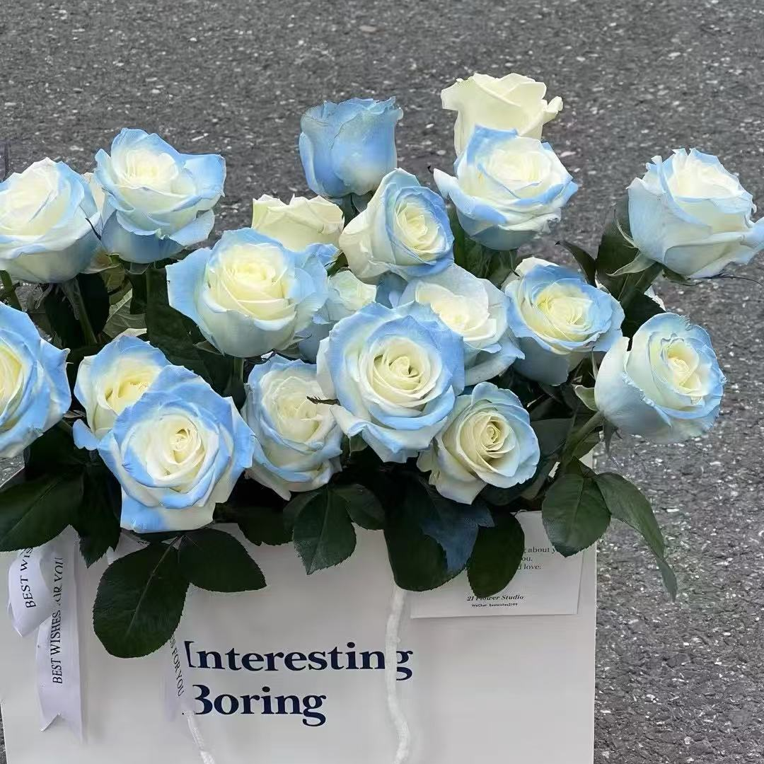 【云南基地直发】碎冰蓝单头玫瑰   基地直发