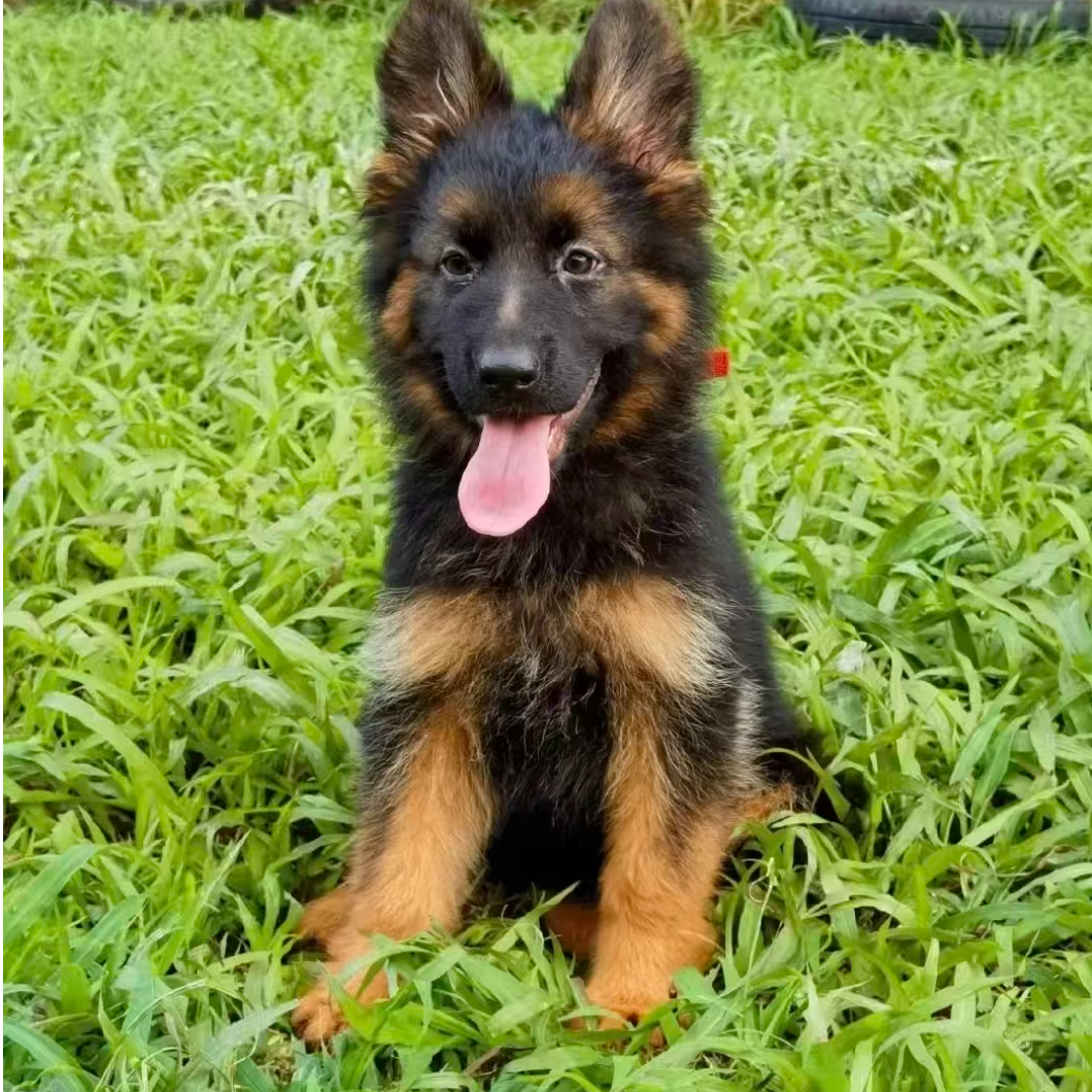 嘉冠德牧活体链接