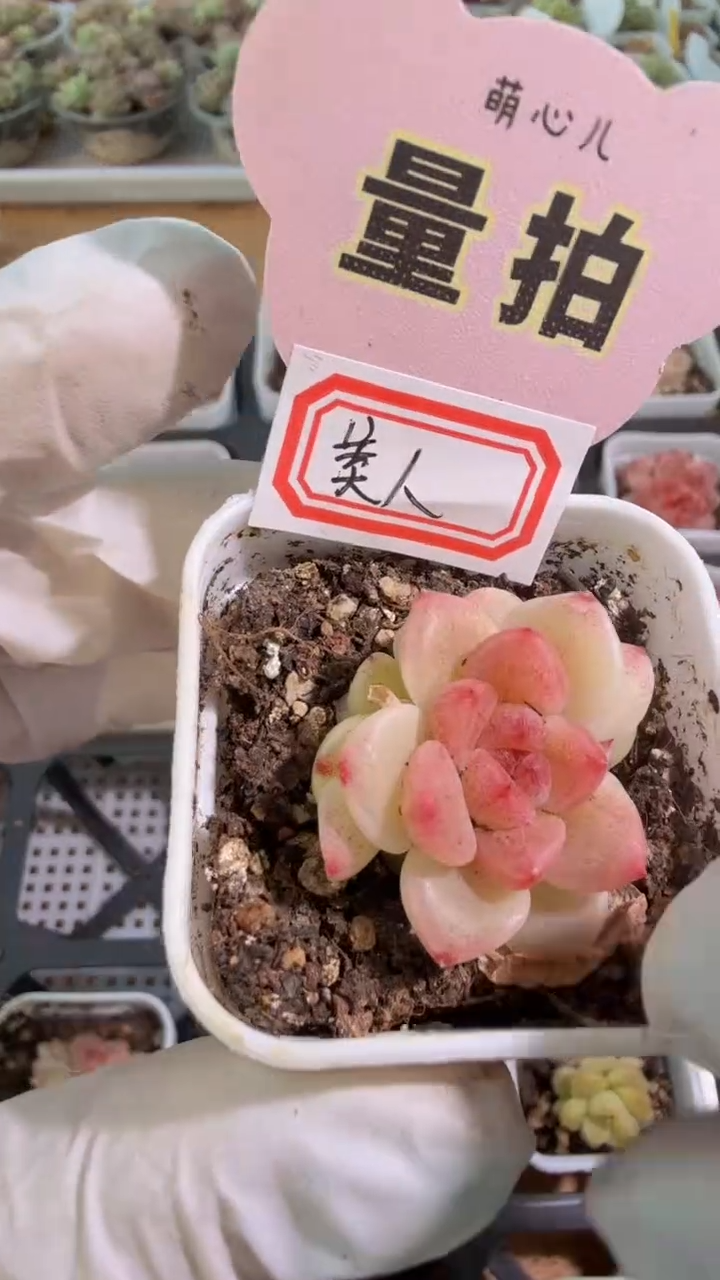 美人四方一盆 单双混 量拍混发