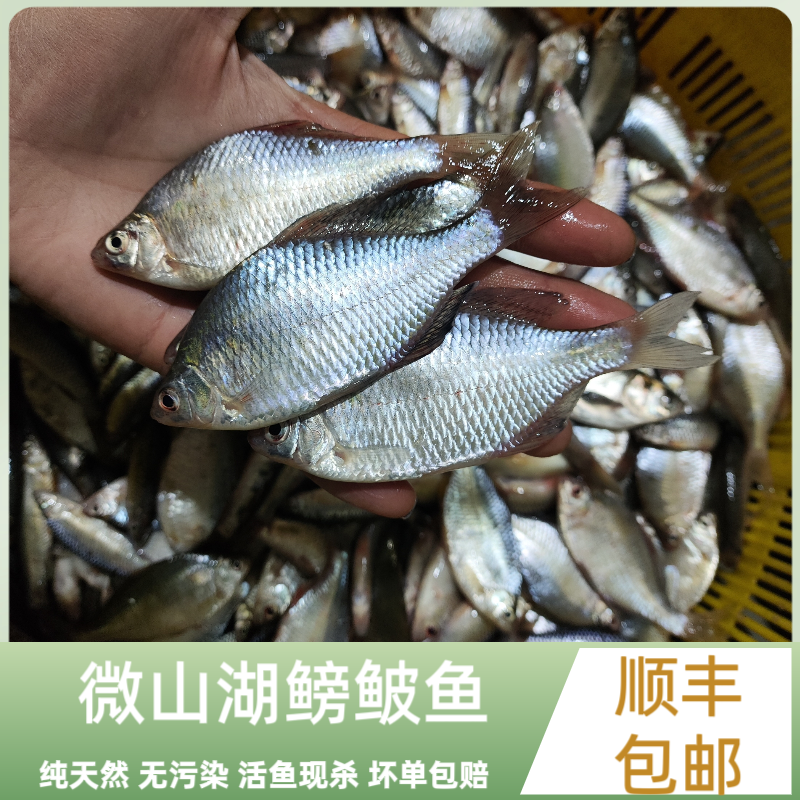 微山湖渔捕鳑鲏鱼小河鱼小杂鱼新鲜现杀去内脏丝光鱼四方皮鱼顺丰