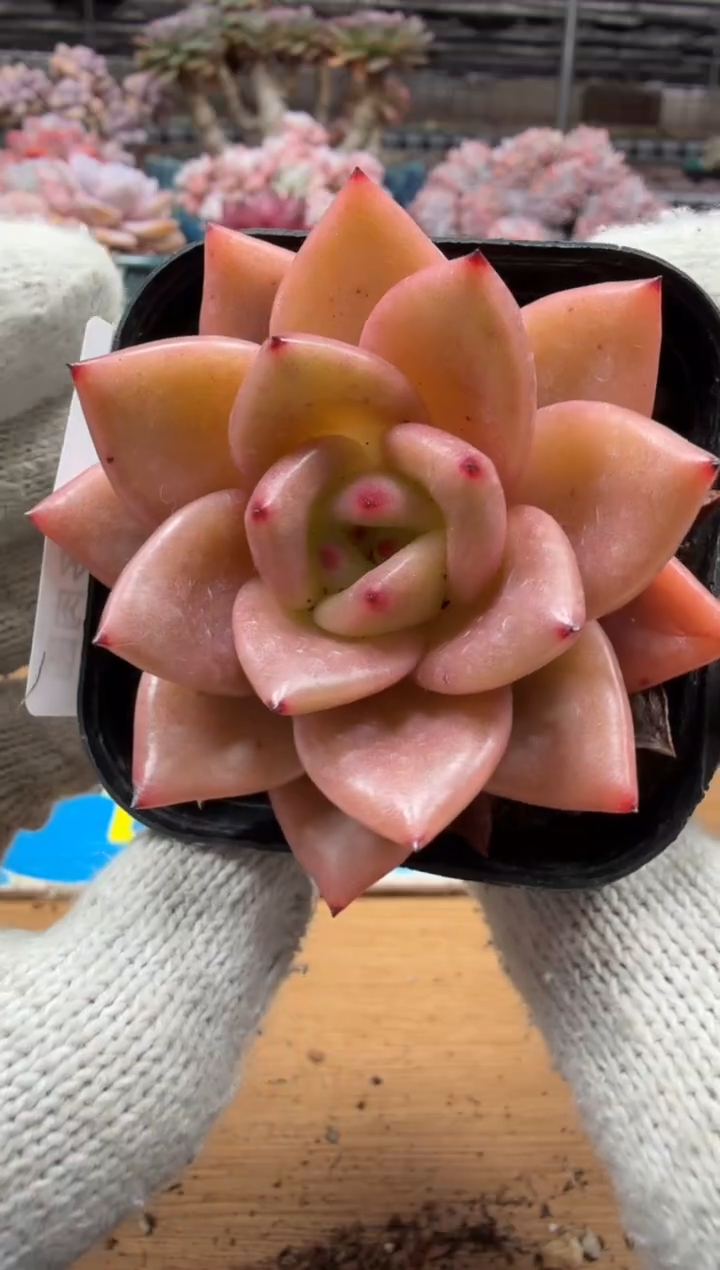 东云多肉园三店-227