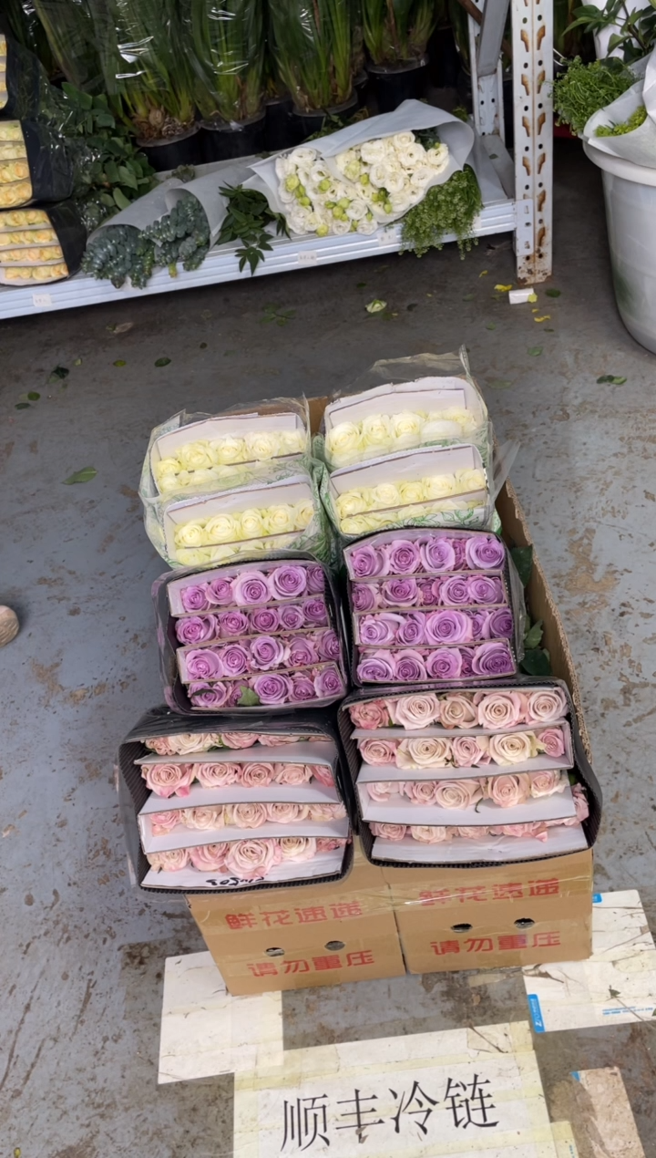 曼塔20枝+海洋之歌20枝+骄傲20枝