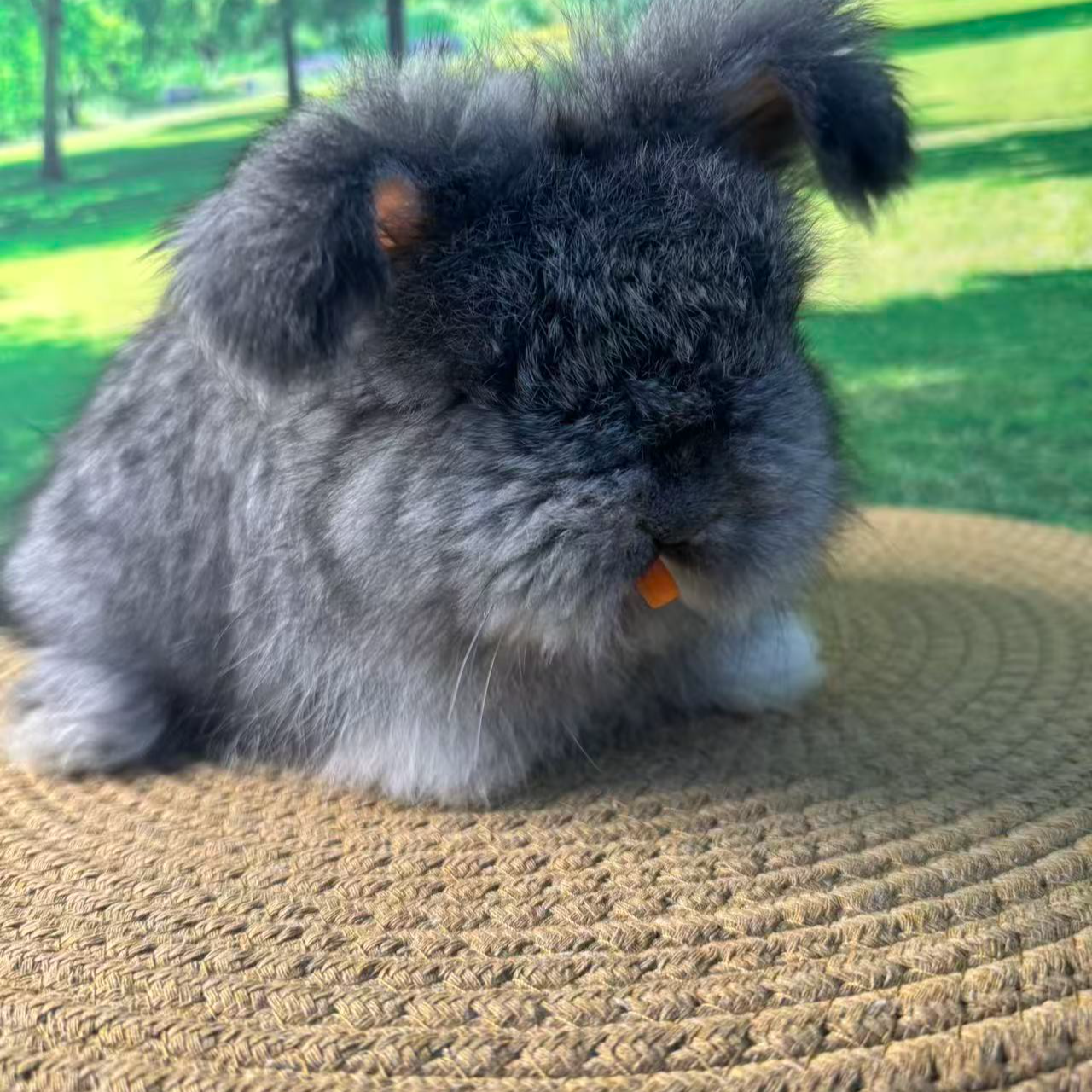 纯种双血统安哥拉兔