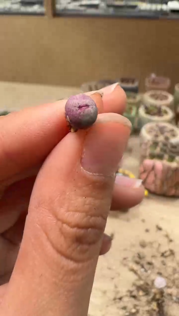 10-82多肉植物肉锥