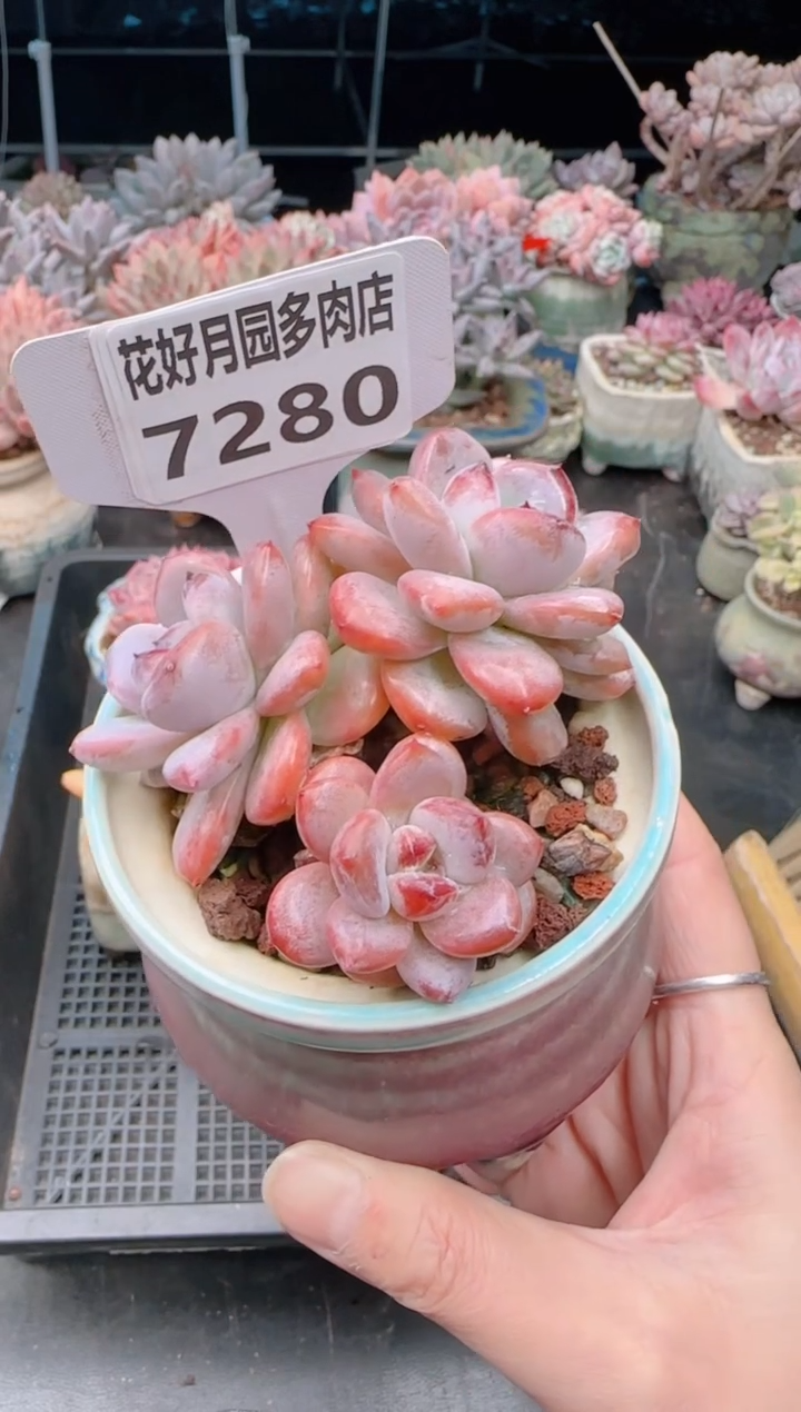 【闪购商品】7280不带盆