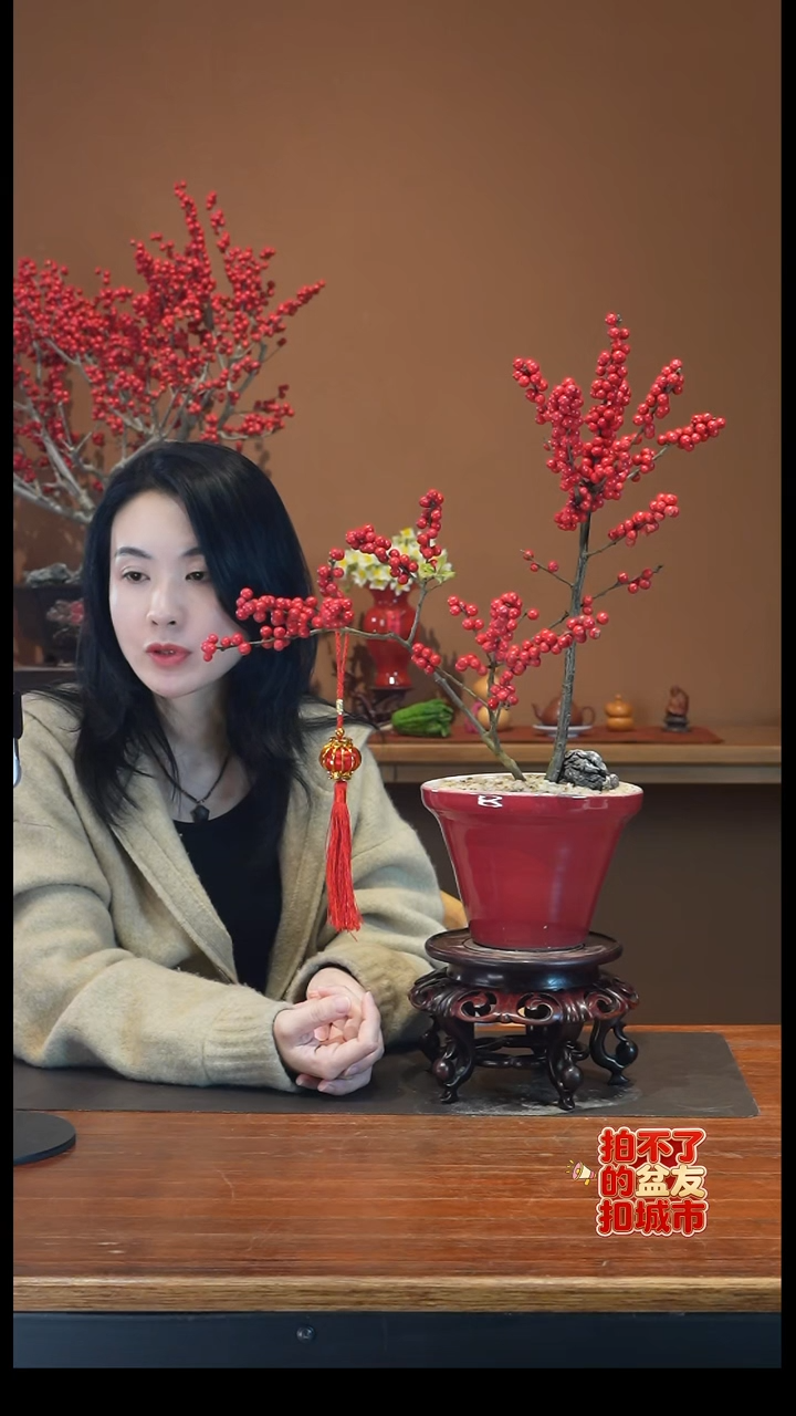 全部花朵冬青红盆