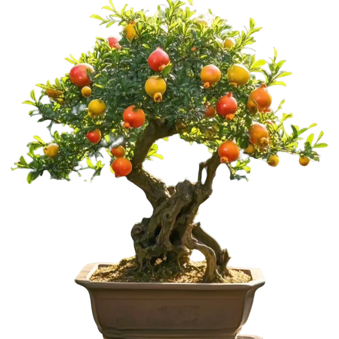 大红袍老桩盆景适合家庭庭院室内外绿化观赏