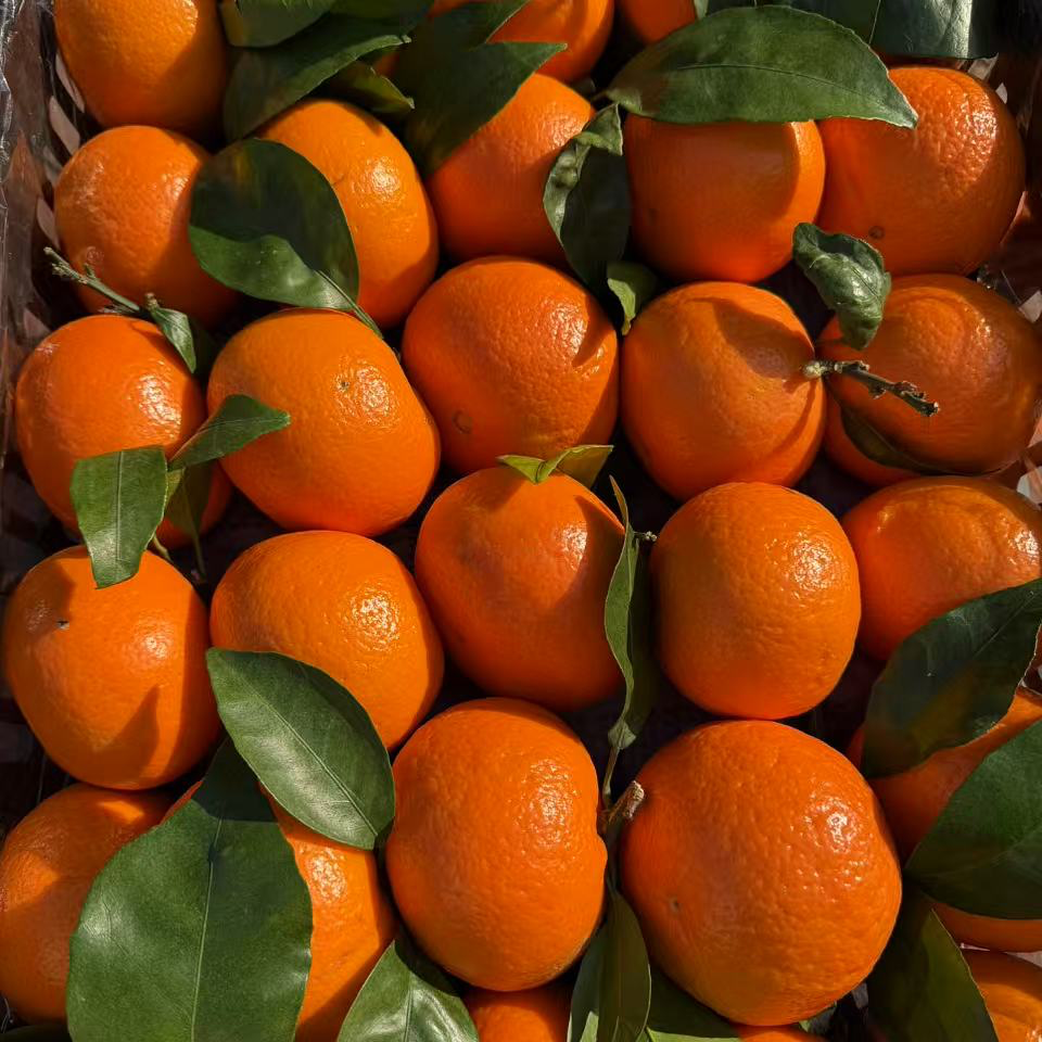 【果小姐】冰糖沃柑17.8元5个