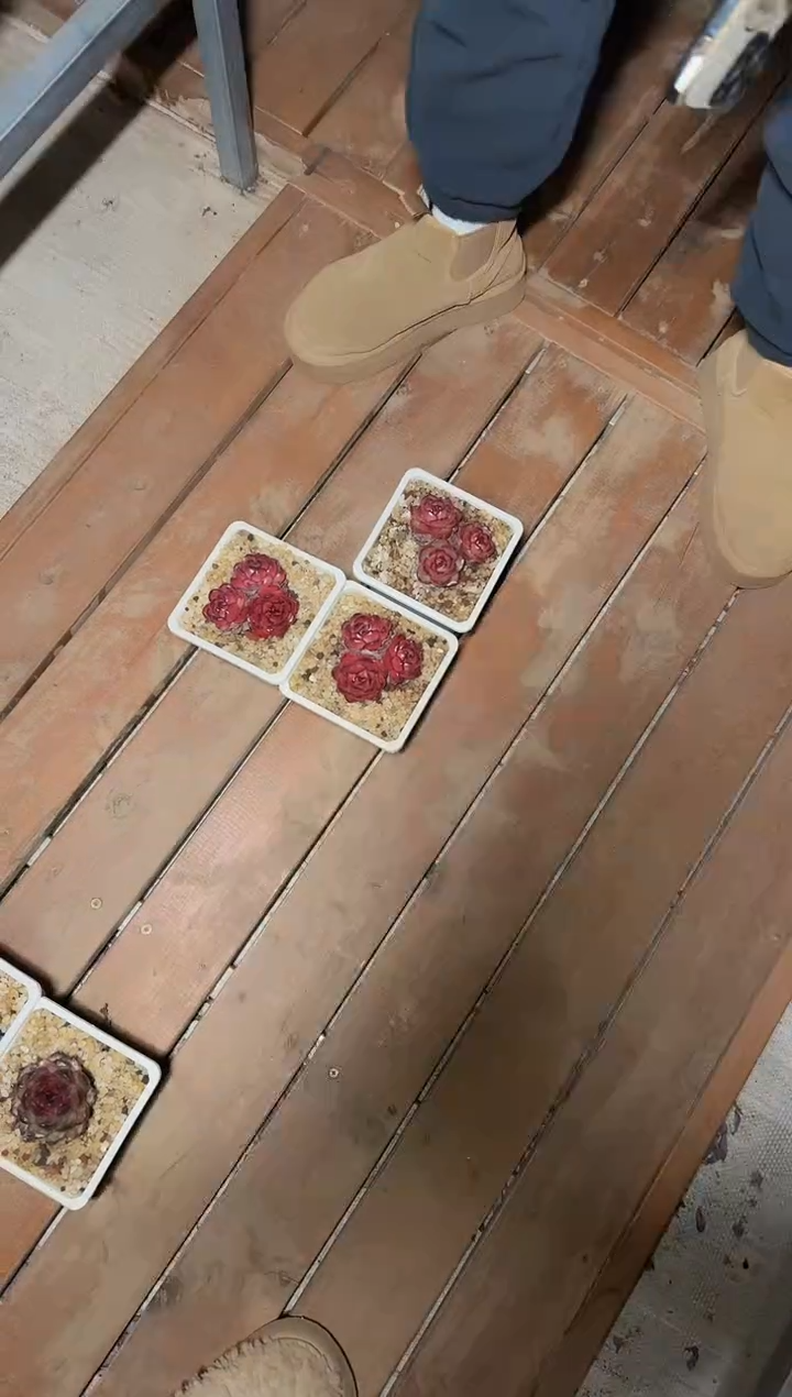 120#万宝龙3头群（6-8cm）脱土