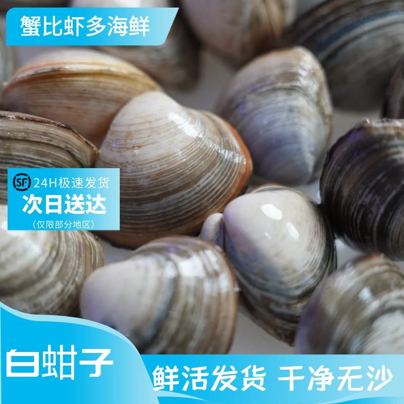 白蚶子 壳薄肉厚 肉质细嫩 吐沙率 98% 以上