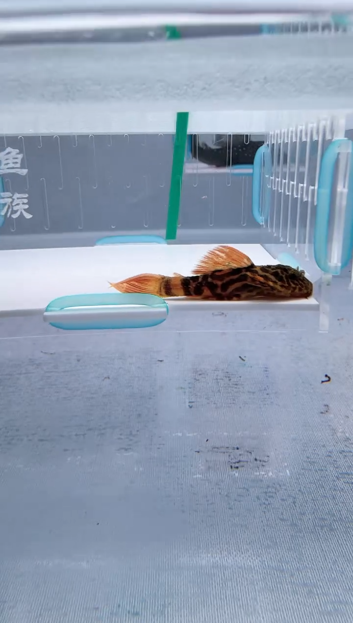 清道夫4+不包入缸损73