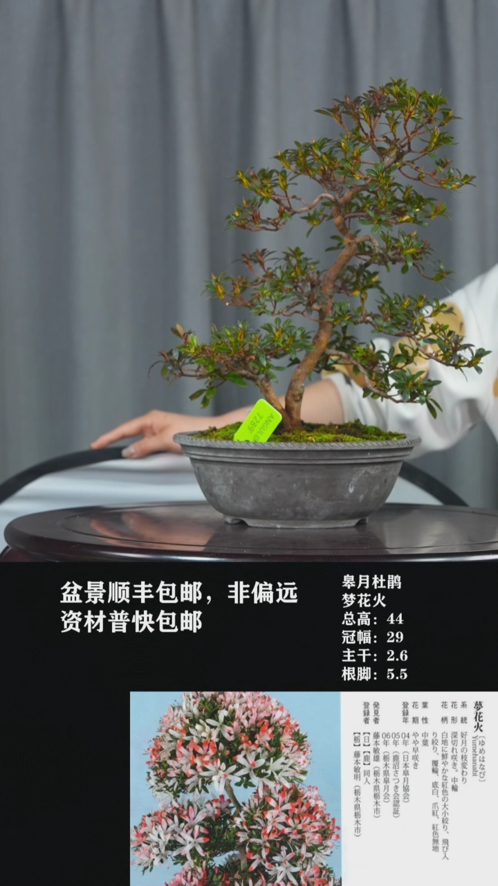 【闪购商品】-梦花火-V22