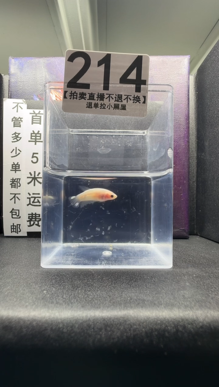 斗鱼母鱼编号：214