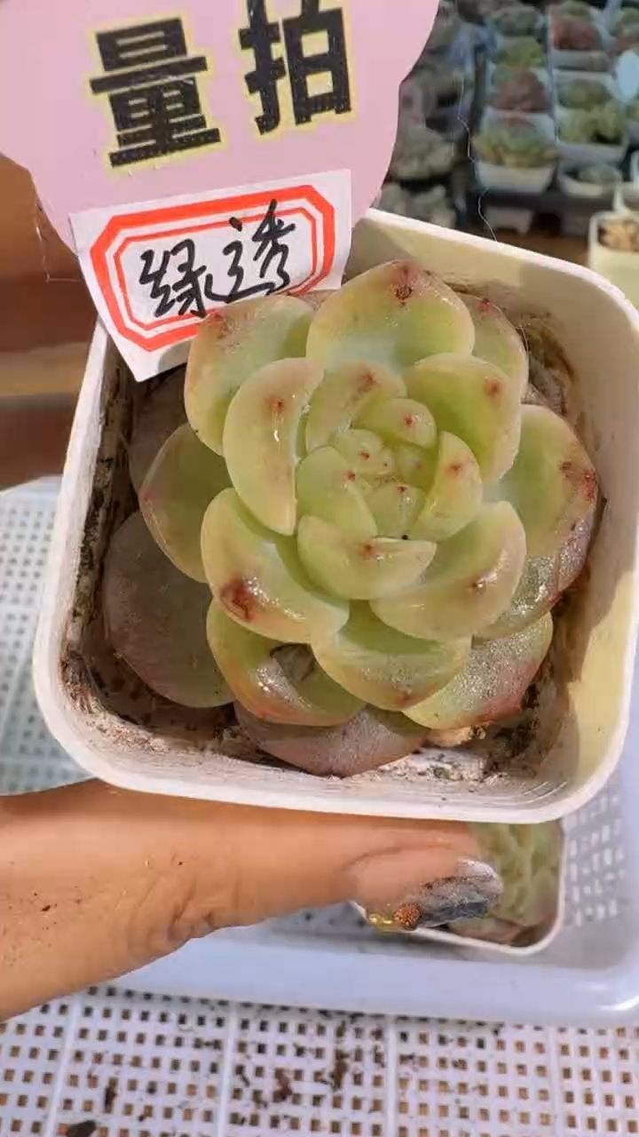 绿透 五方一盆 单双混 量拍混发