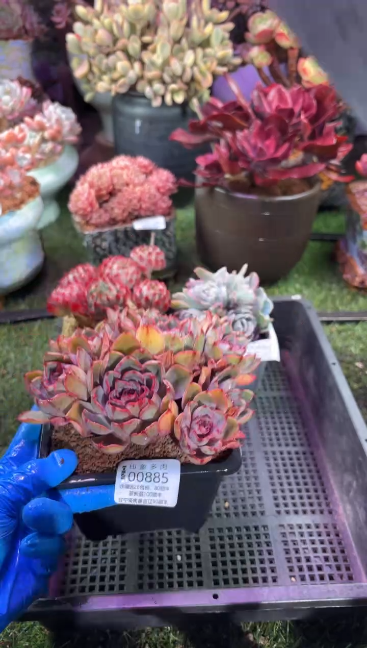 【闪购商品】00885