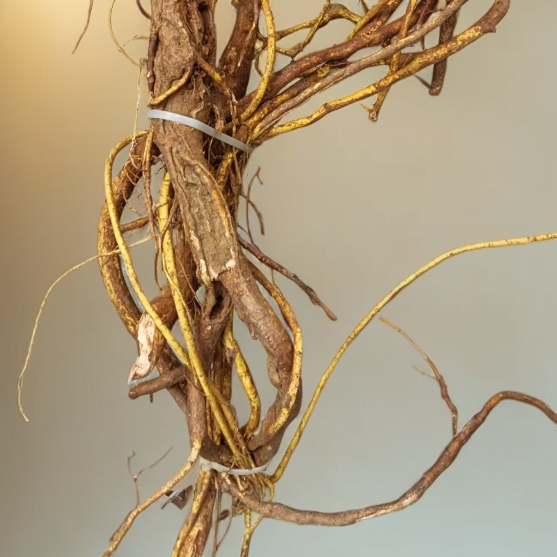 五指毛桃特产新鲜