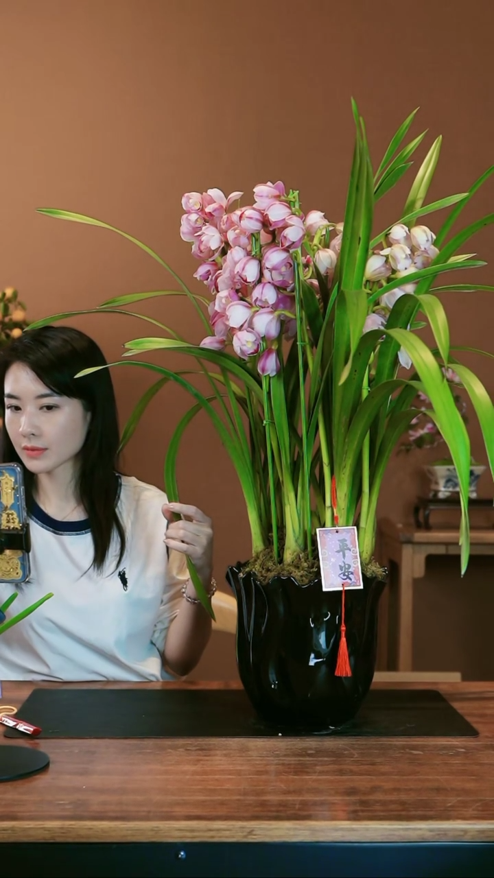 【闪购商品】盆景金边粉珞