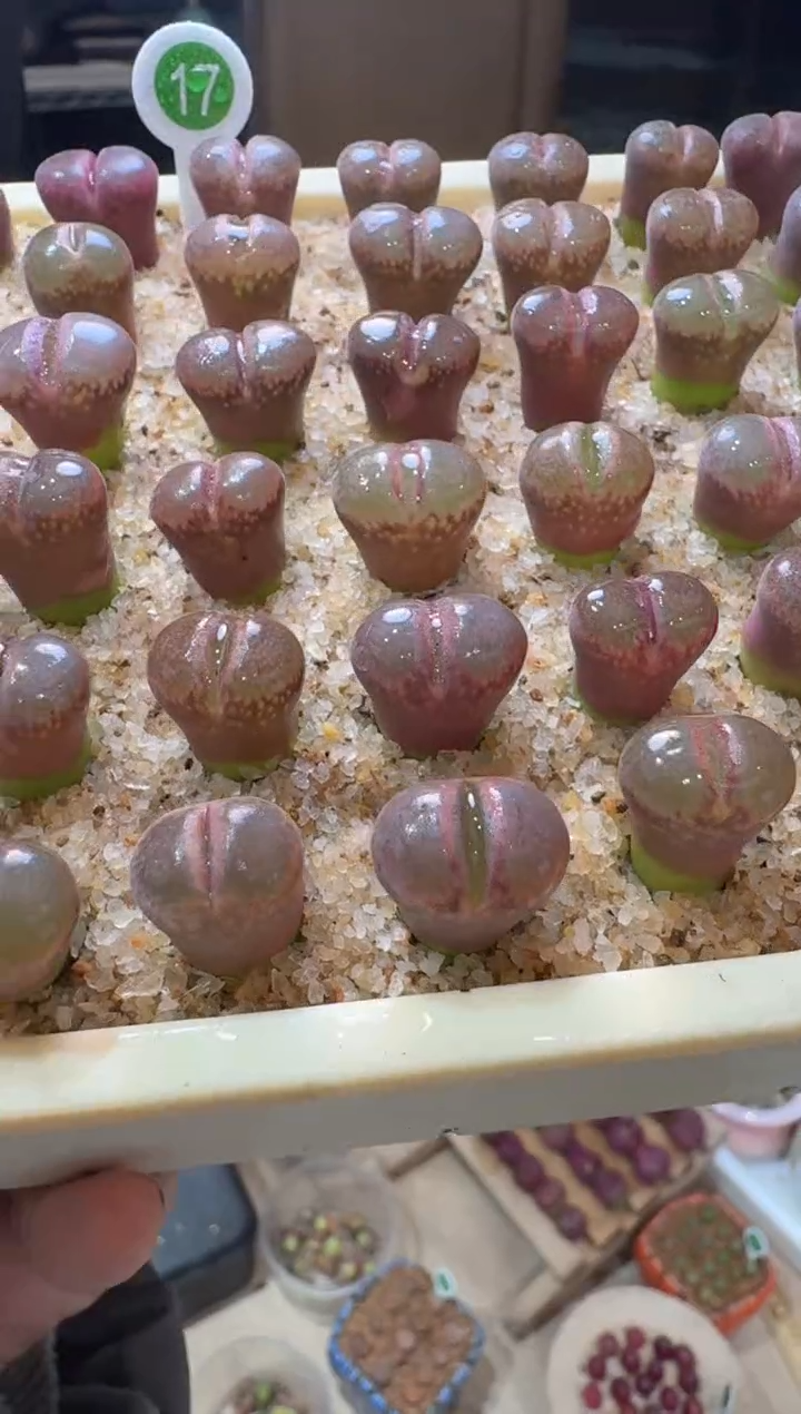 119多肉植物肉锥一颗