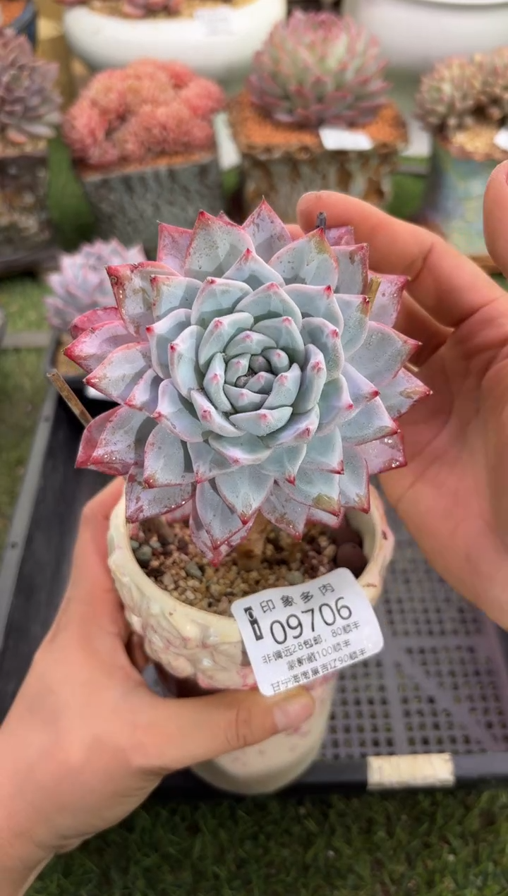 【闪购商品】09706