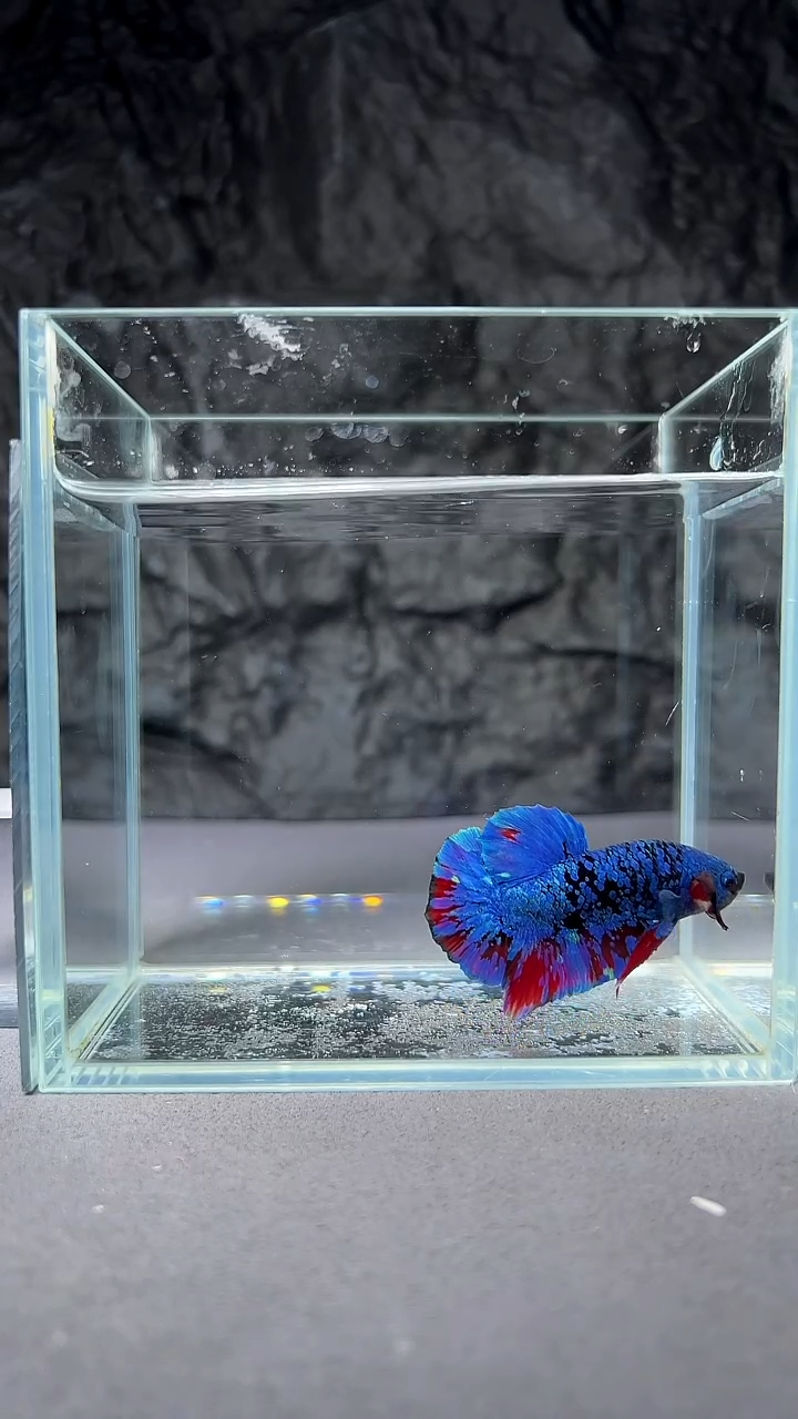 斗鱼竞拍链接A026