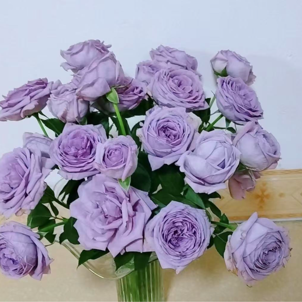 紫龙晶切花月季浓香